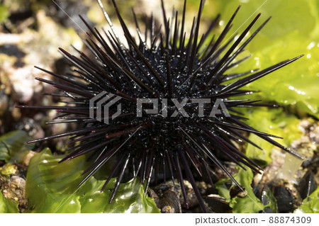 Murasaki Sea Urchin Murasaki Sea Urchin 88874309