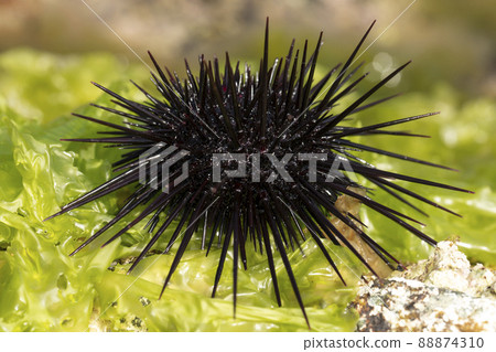 Murasaki Sea Urchin 88874310
