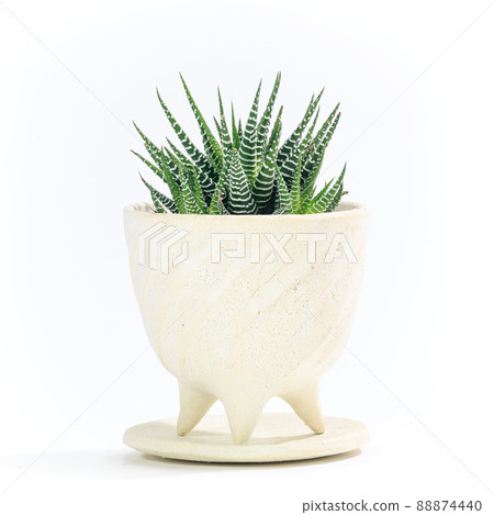 Succulent plant, Haworthia, 12 rolls of potted plant [white background] 88874440