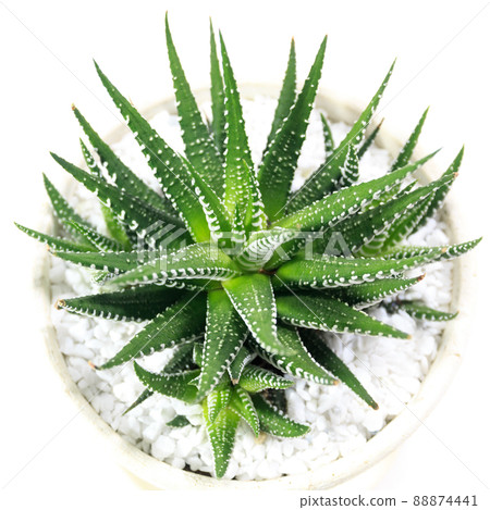 Succulent plant, Haworthia, twelve-rolled leaves [white background] 88874441