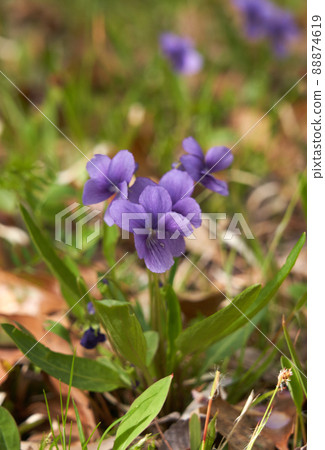 Violet flowers in the spring field Violet flowers in the spring field 88874619