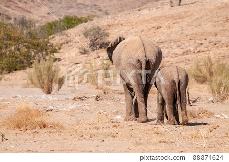 Two Desert Elephants in Namibia Two Desert Elephants in Namibia 88874624
