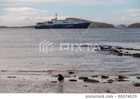 Pied Oyster Catcher on the beach of Carcass Island, the Falklands 88874629