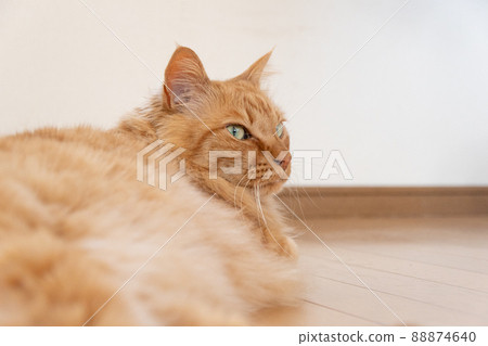 Relaxing cat tea tabby cat Relaxing cat tea tabby cat 88874640