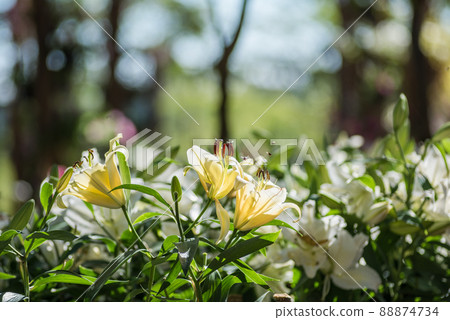 Yellow White Lilly flower Yellow White Lilly flower 88874734