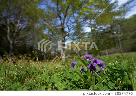 Spring fields and violets Spring fields and violets 88874776