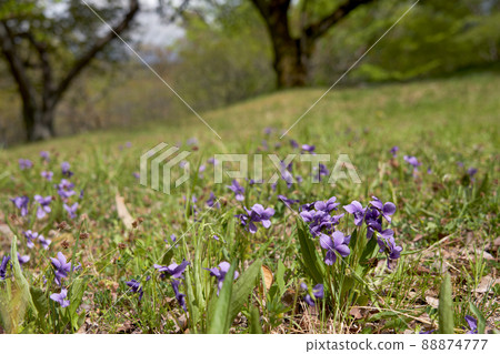 Spring fields and violets Spring fields and violets 88874777