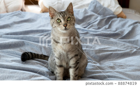 凝視的貓,Sabatra貓 凝視的貓,Sabatra貓 88874819