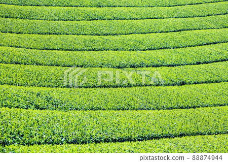 代表福岡縣的名茶產地——美麗的八女中央茶園 代表福岡縣的名茶產地——美麗的八女中央茶園 88874944