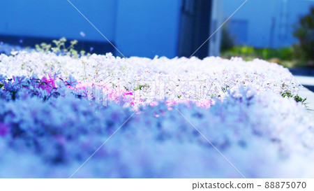 糖果條紋苔蘚福祿考花田 糖果條紋苔蘚福祿考花田 88875070