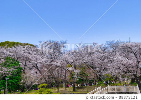 Sakura in full bloom at Asukayama Park, Tokyo Sakura in full bloom at Asukayama Park, Tokyo 88875121