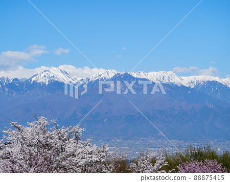 4月（春季）從長野縣安曇野市山頂看到的北阿爾卑斯和櫻花 88875415