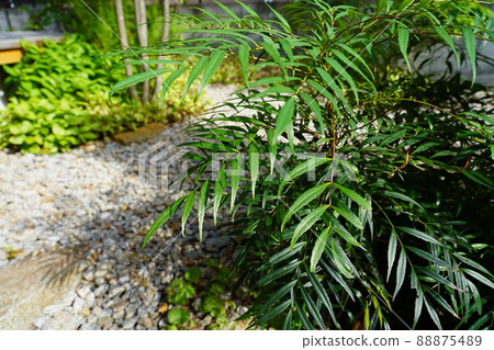 Mahonia Confusa 十大功勞 88875489