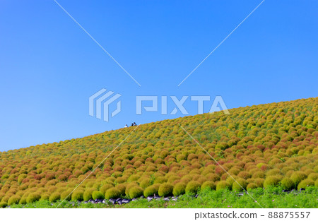 Still blue Kokia scenery of the view hill of Hitachi Seaside Park 88875557