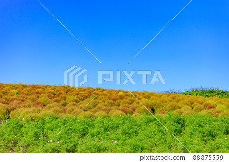 Still blue Kokia scenery of the view hill of Hitachi Seaside Park 88875559