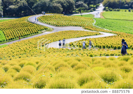 Still blue Kokia scenery of the view hill of Hitachi Seaside Park 88875576