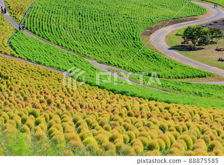 Still blue Kokia scenery of the view hill of Hitachi Seaside Park 88875585