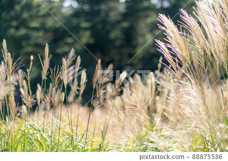在秋風中搖曳，在陽光下閃耀的薄野風景 88875586