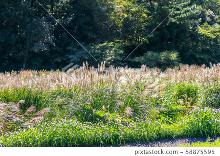 Susukino scenery swaying in the autumn breeze and shining in the sunlight Susukino scenery swaying in the autumn breeze and shining in the sunlight 88875595