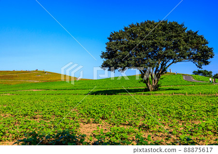 日立海濱公園觀山的靜謐藍色 Kokia 風景 88875617