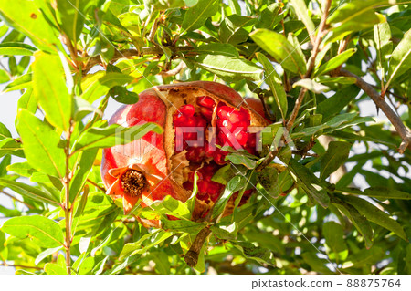 Ripe cracked pomegranate with bright red grains. Pomegranate in green branches. Horizontal photo. Ripe cracked pomegranate with bright red grains. Pomegranate in green branches. Horizontal photo. 88875764
