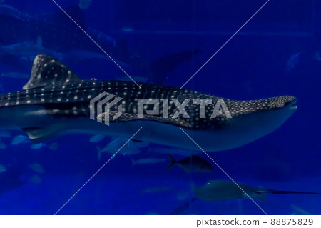 Aquarium landscape 88875829