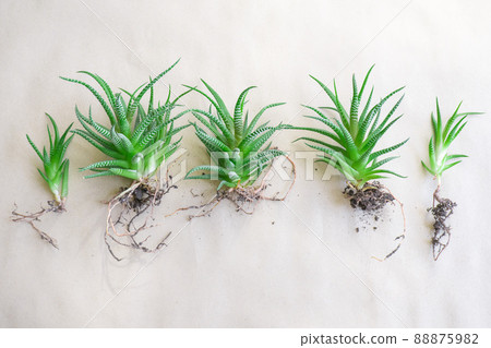 Succulent, Haworthia striped Haworthia fasciata, haworthia root on paper background 88875982