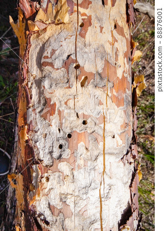 Spruce pine tree bark beetle tunnels infection bark close-up. 88876001