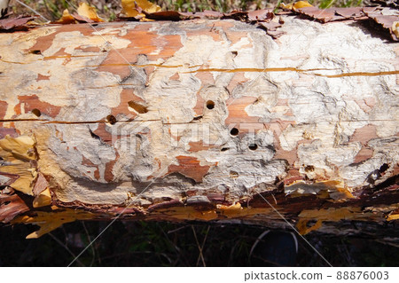 Spruce pine tree bark beetle tunnels infection bark close-up. Spruce pine tree bark beetle tunnels infection bark close-up. 88876003