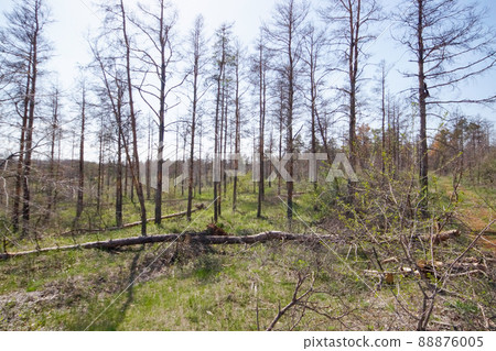 Dry pine forest. Spruce died of disease in the forest. dead pines in the forest Dry pine forest. Spruce died of disease in the forest. dead pines in the forest 88876005