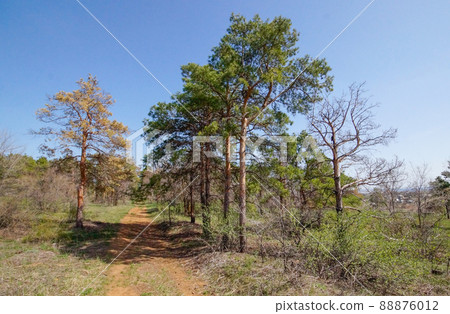 Dry pine forest. Spruce died of disease in the forest. dead pines in the forest 88876012