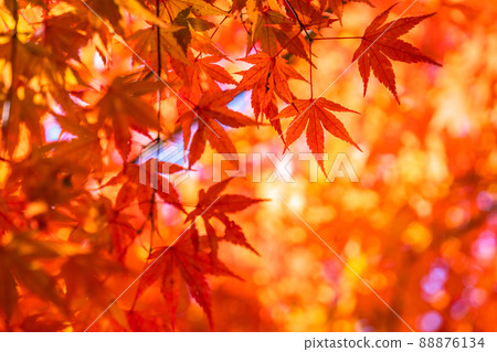 Autumn leaves / autumn image Autumn leaves / autumn image 88876134