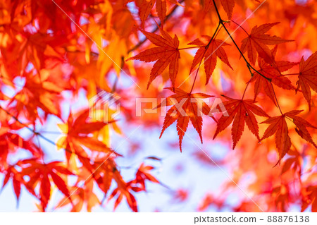 秋葉/秋天圖像 88876138