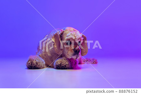 Portrait of golden color purebred dog, Cocker Spaniel posing isolated on purple studio background in neon light. Concept of motion, pets love, animal life, vet. Portrait of golden color purebred dog, Cocker Spaniel posing isolated on purple studio background in neon light. Concept of motion, pets love, animal life, vet. 88876152