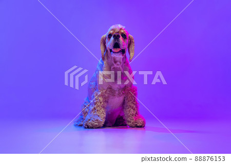 Portrait of golden color purebred dog, Cocker Spaniel posing isolated on purple studio background in neon light. Concept of motion, pets love, animal life, vet. Portrait of golden color purebred dog, Cocker Spaniel posing isolated on purple studio background in neon light. Concept of motion, pets love, animal life, vet. 88876153