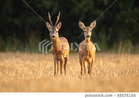 Roe deer buck and doe in courtship on a stubble field from front view. 88876188