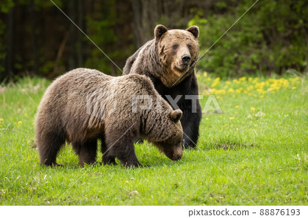 Pair of brown bear male and female courting during mating season on green meadow 88876193
