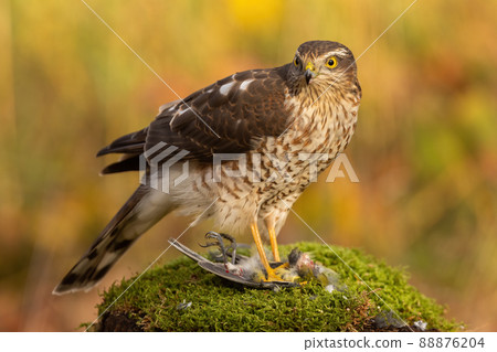 Eurasian sparrowhawk feeding on its prey and tearing tit apart in autumn forest 88876204