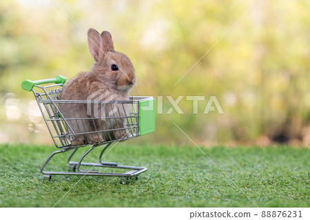 Baby rabbit with shopping cart on green grass and bokeh background. 88876231