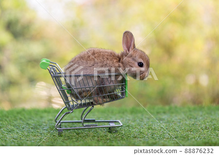 Baby rabbit with shopping cart on green grass and bokeh background. 88876232