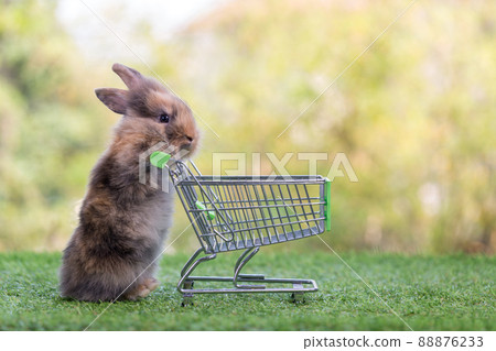 Baby rabbit with shopping cart on green grass and bokeh background. Baby rabbit with shopping cart on green grass and bokeh background. 88876233
