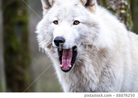 Close up of an adult white wolve roaming in the forest 88876250