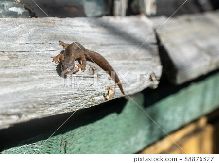 A beautiful brown lizard basks in the sun. Lies on a gray stone 88876327