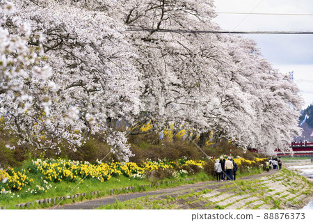 Senbon Sakura Natsui in full bloom, Ono Town, Fukushima Prefecture 88876373