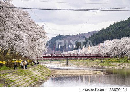 Senbon Sakura Natsui in full bloom, Ono Town, Fukushima Prefecture 88876434