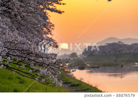 Morning glow Shiraishi River bank Ichimoku Senbonzakura Somei Yoshino Ogawara Town, Miyagi Prefecture Morning glow Shiraishi River bank Ichimoku Senbonzakura Somei Yoshino Ogawara Town, Miyagi Prefecture 88876579