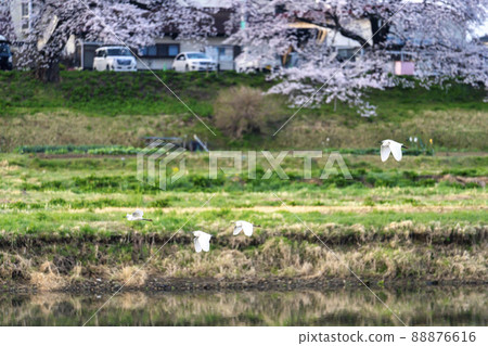 宮城縣小河原町白石川上的千本櫻和白鷺群 88876616