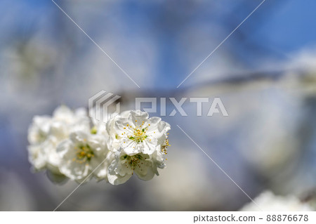 Brightly blooming Hanamomo Hanamomo no Sato, Fukushima City, Fukushima Prefecture 88876678