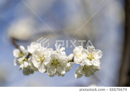 Brightly blooming Hanamomo Hanamomo no Sato, Fukushima City, Fukushima Prefecture Brightly blooming Hanamomo Hanamomo no Sato, Fukushima City, Fukushima Prefecture 88876679