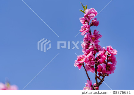 Brightly blooming Hanamomo Hanamomo no Sato, Fukushima City, Fukushima Prefecture 88876681